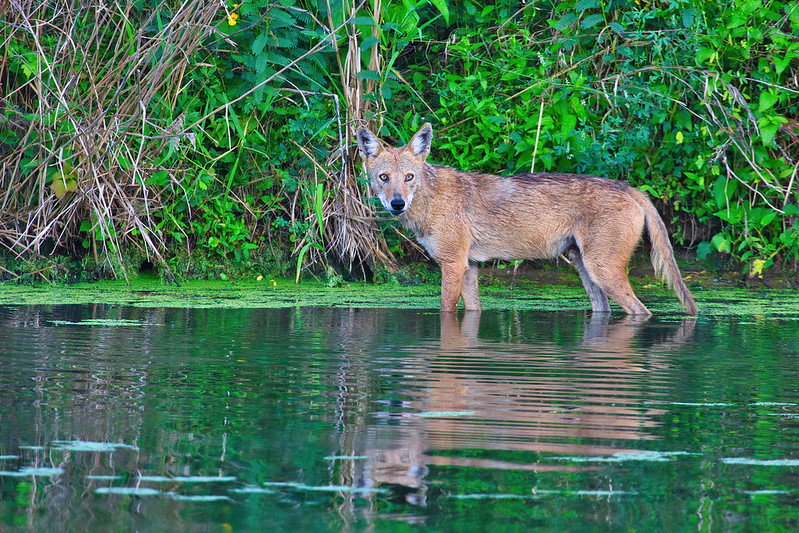 Coyote Standing In Water