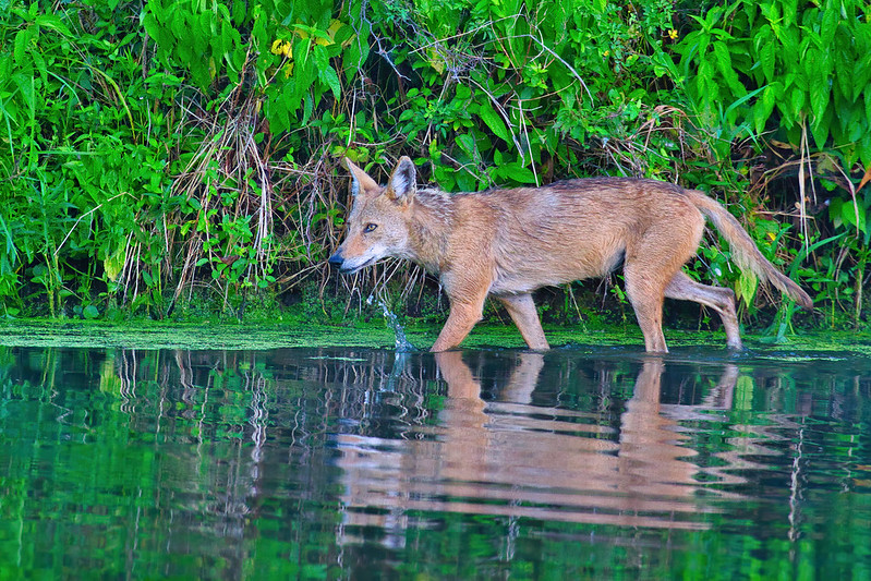 Coyote Wading Slough