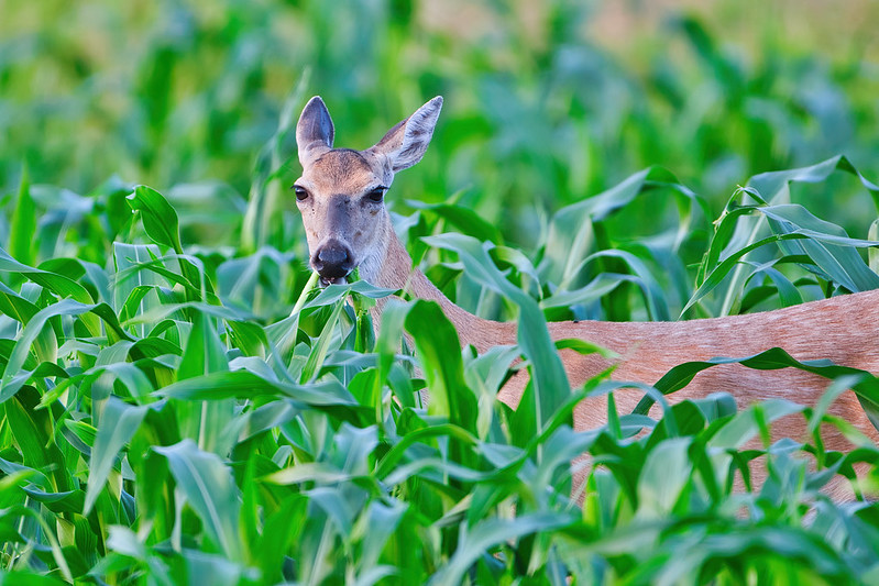 Doe Feeding In Cornfield