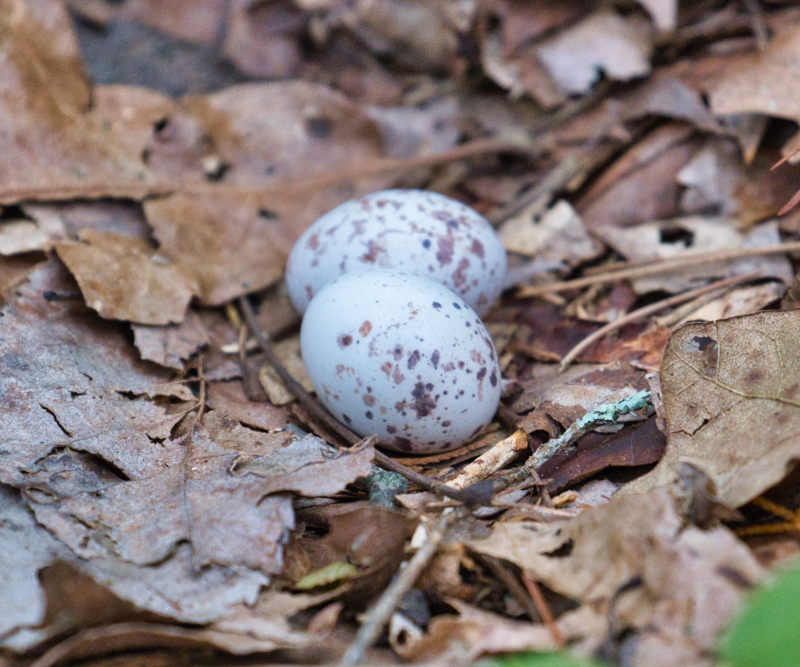 Eastern Whip-poor-will Eggs