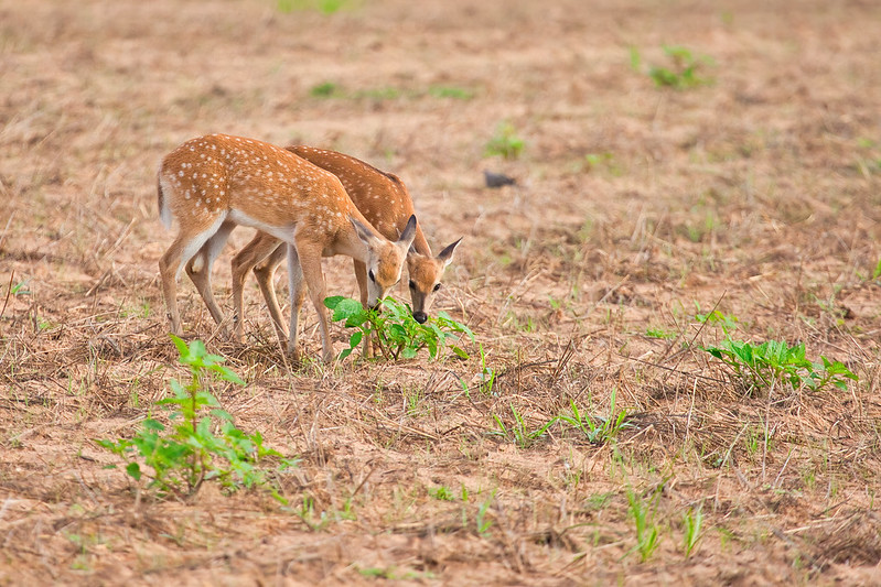 Fawn Twins Sharing A Meal
