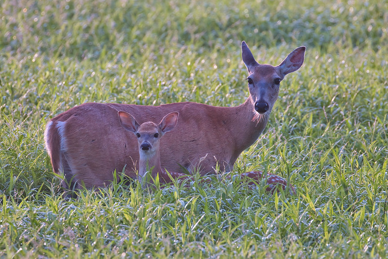 Fawns Growing Fast