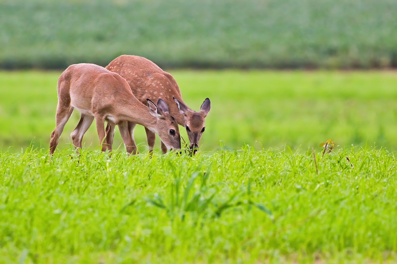 Fawns With Fading Spots
