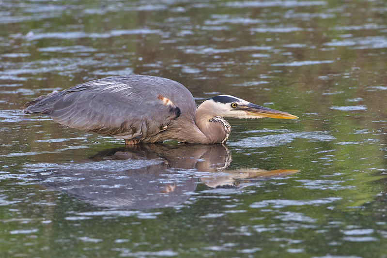 Great Blue Heron Low In The Water