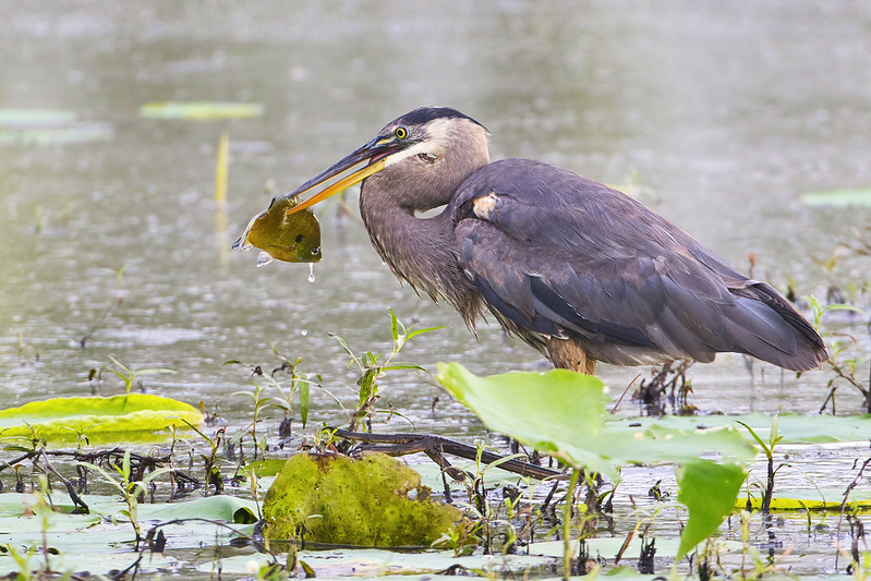 Great Blue Heron With Large Sunfish 