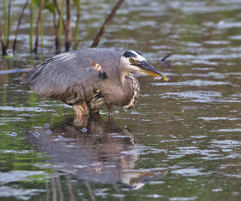Great Blue Heron With Minnow 2