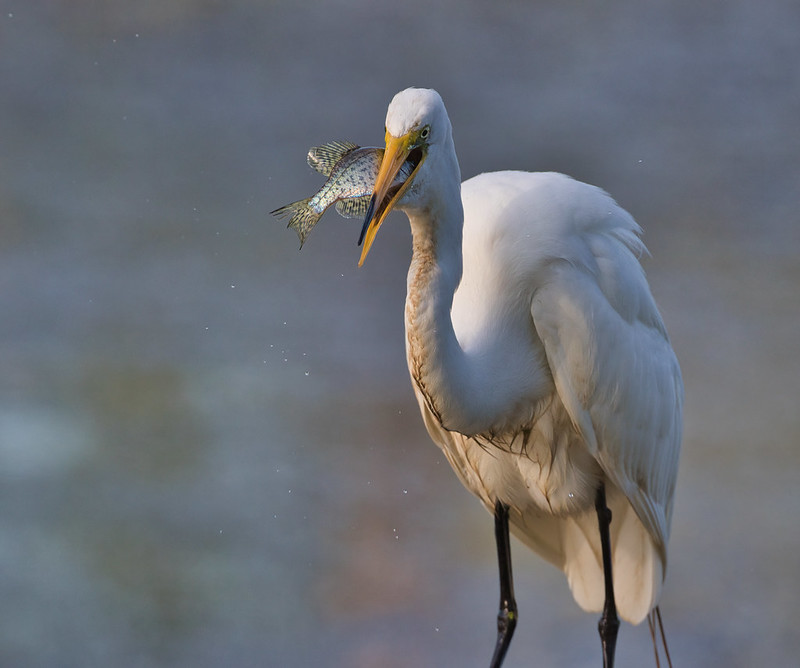 Great Egret Swallowing Crappie