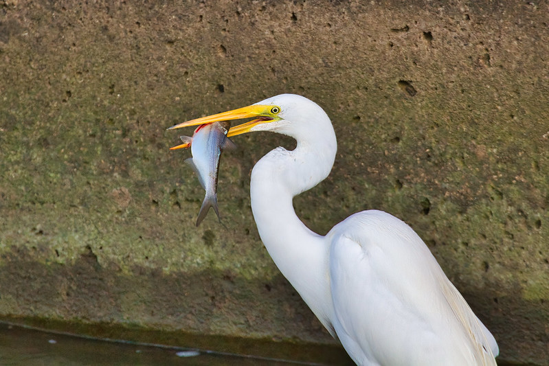 Great Egret With A Large Shad