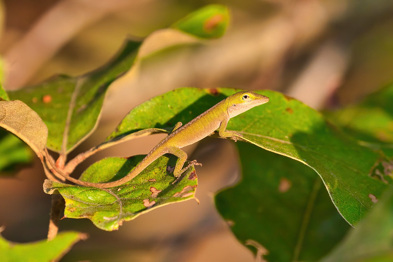Green Anole Climbing On Leaves