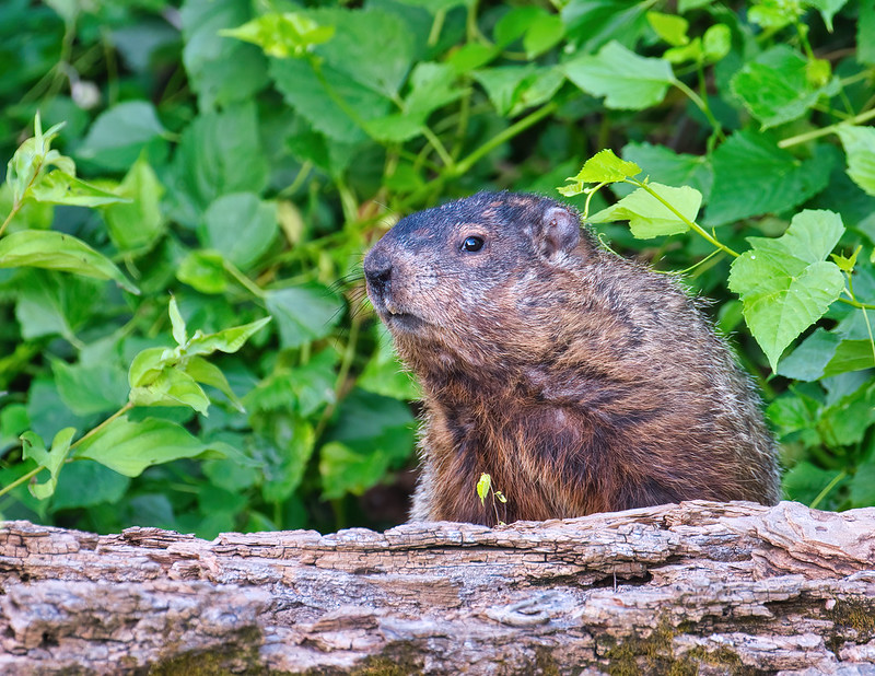 Groundhog On A Log