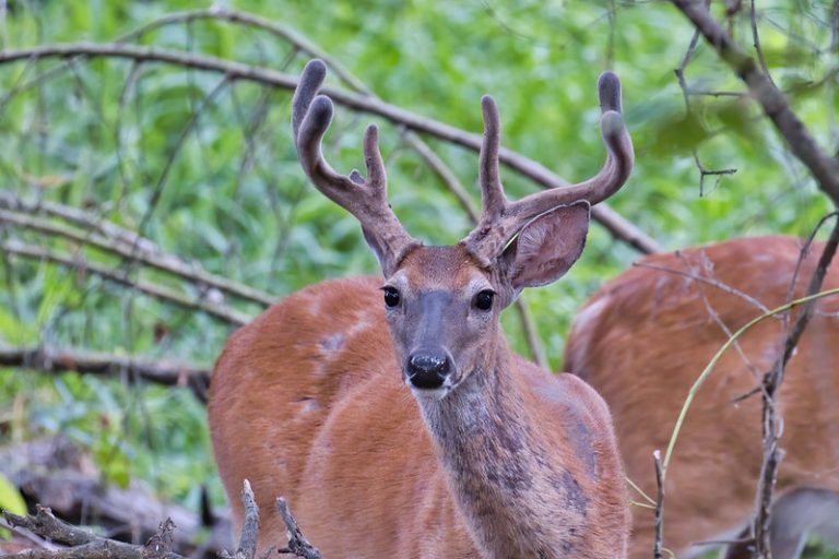 Buck whitetail