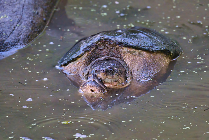 Mating Snapping Turtles