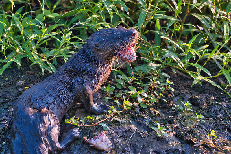 Otter Eating Catfish Head 2