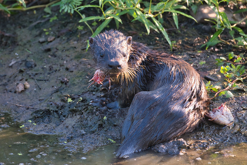 Otter Eating Catfish Head