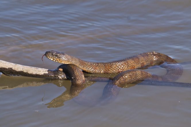 Water Snake Draped Over Limb In Water | Steve Creek Wildlife Photography