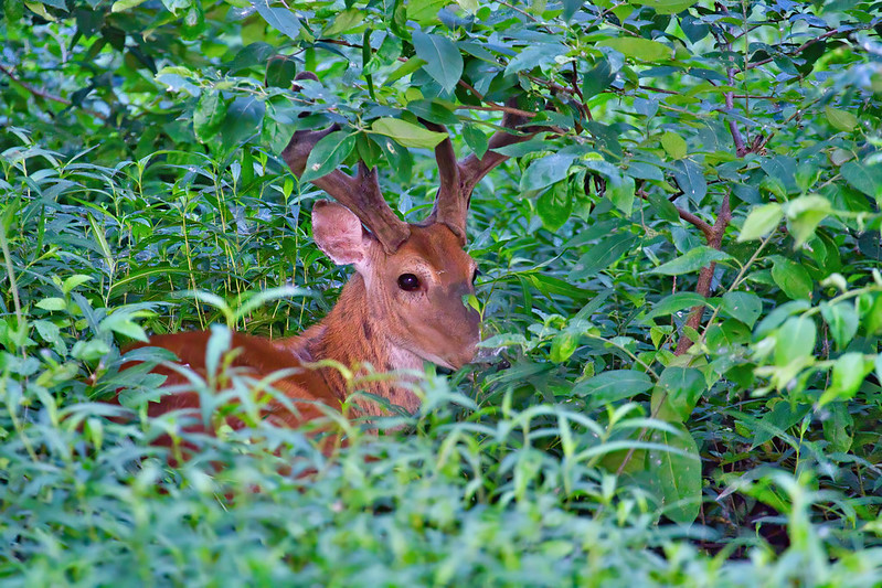 Whitetail Buck Bedded In Thick Vegetation