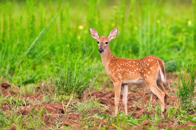 Whitetail Fawn Twins Spotted at Sequoyah Refuge