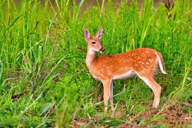 Whitetail Fawn Twins Spotted at Sequoyah Refuge