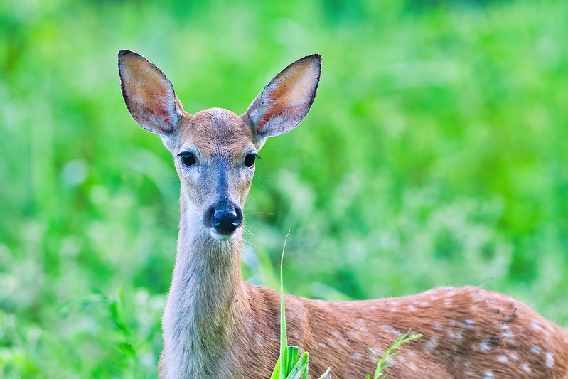 Up Close with a White-Tailed Fawn