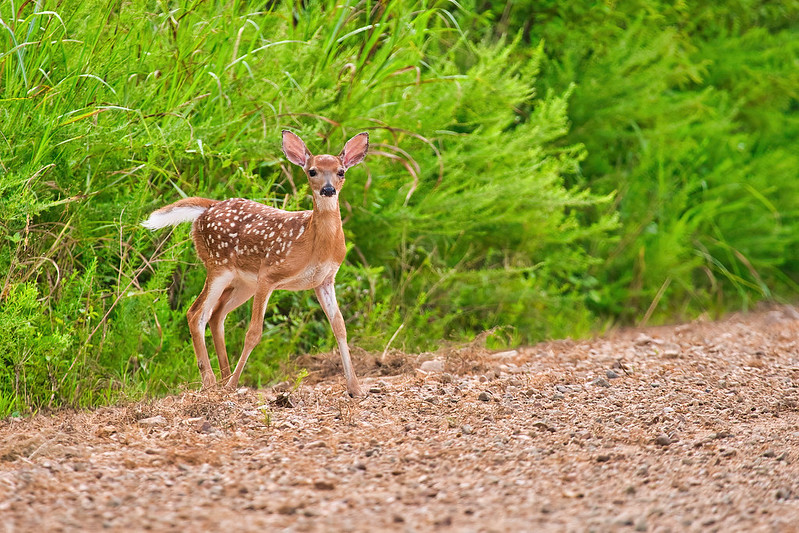 Whitetail Fawn Crossing Dirt Road