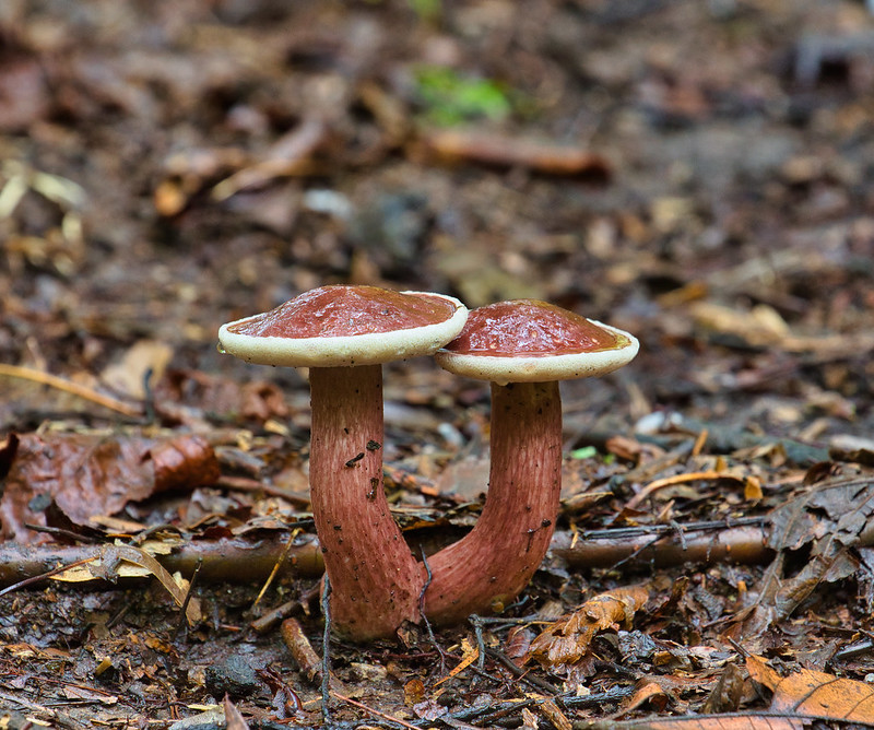 Two Mushrooms After the Rain