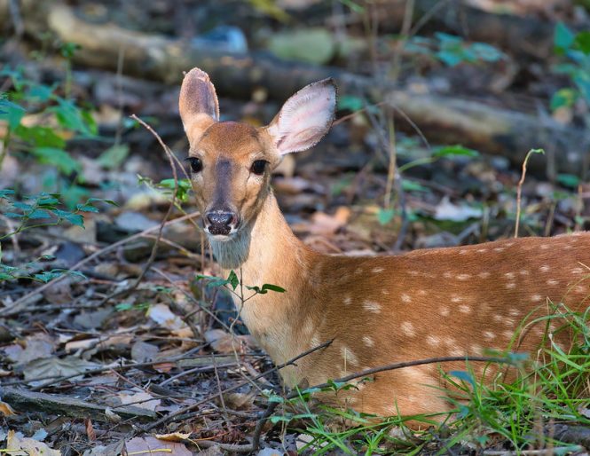 Bedded Whitetail Fawn 