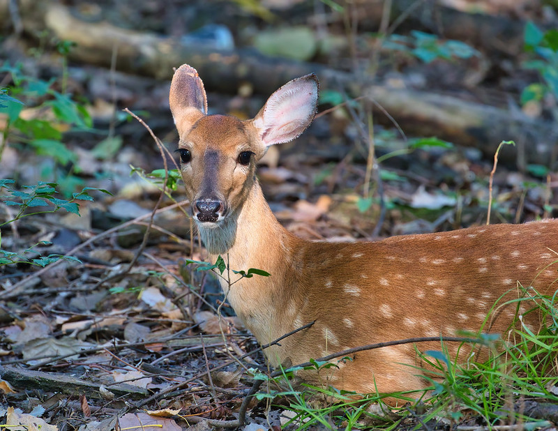 Bedded Whitetail Fawn