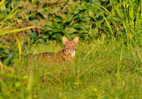 Bobcat In Tall Grass