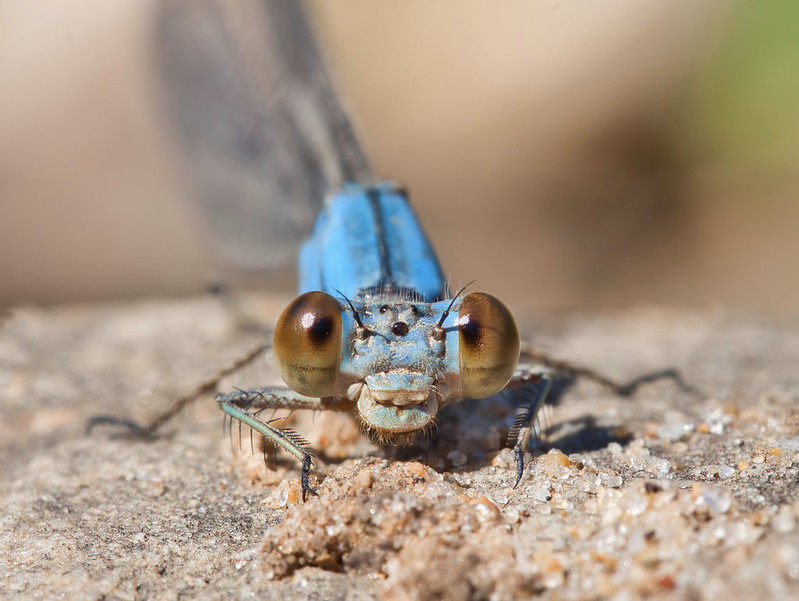 Face To Face With Damselfly