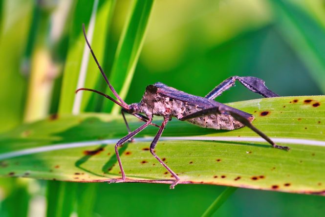 Leaf-footed Bug: Oklahoma Refuge Visitor