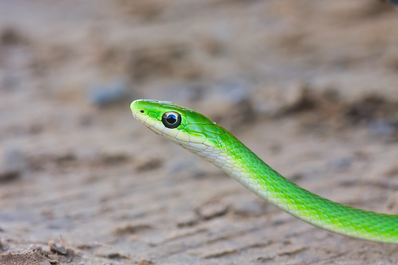 Rough Green Snake In Sand