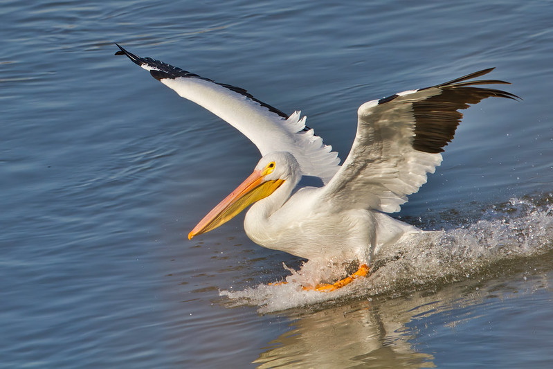American White Pelican Landing