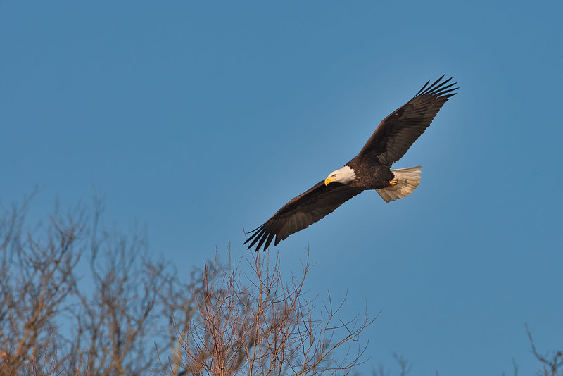 Bald Eagle Flying Over Treetops