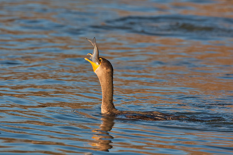 Double-crested Cormorant Eating Shad 3