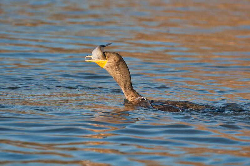 Double-crested Cormorant Eating Shad