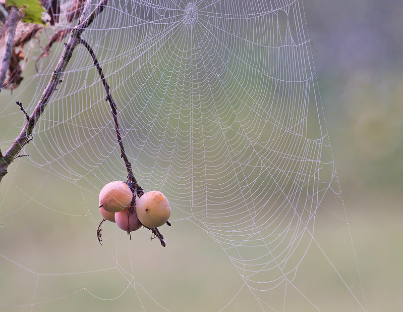 Persimmons And Spider Web