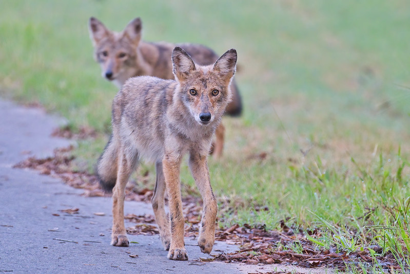 Two Young Coyotes Coming Close Steve Creek