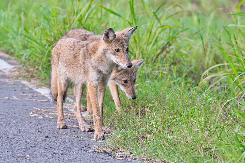 Two Young Coyotes