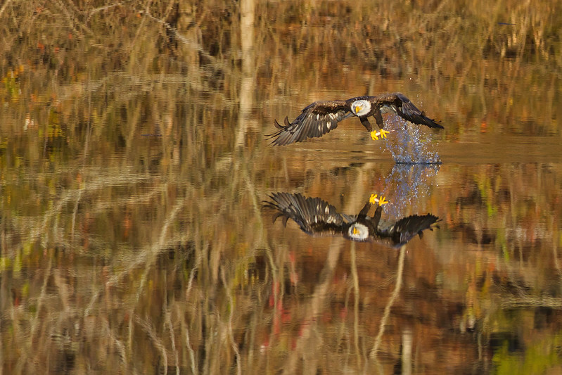 Bald Eagle Grabs Fish