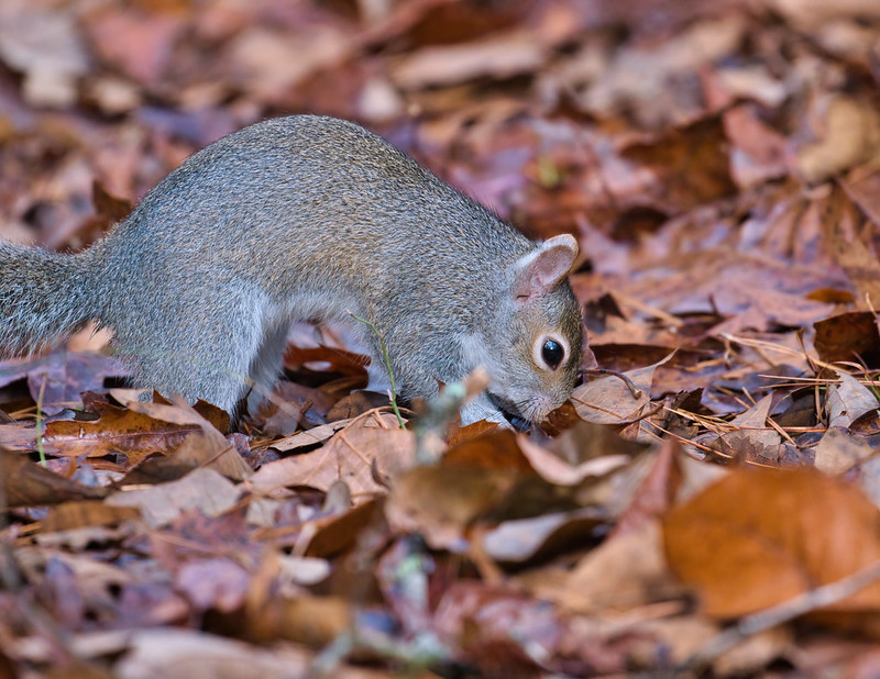 Gray Squirrel Burying Nuts