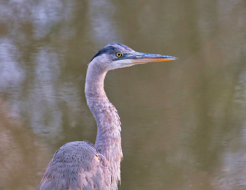 Great Blue Heron On A Cold January Day