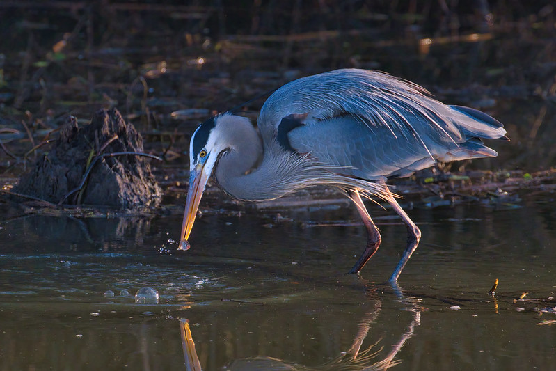 Great Blue Heron With Shad