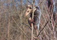 Opossum Up A Tree