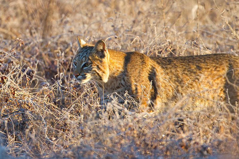 Bobcat Stalking Birds