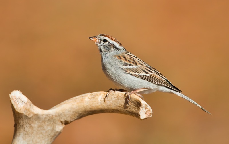 Chipping Sparrow 2105-110310