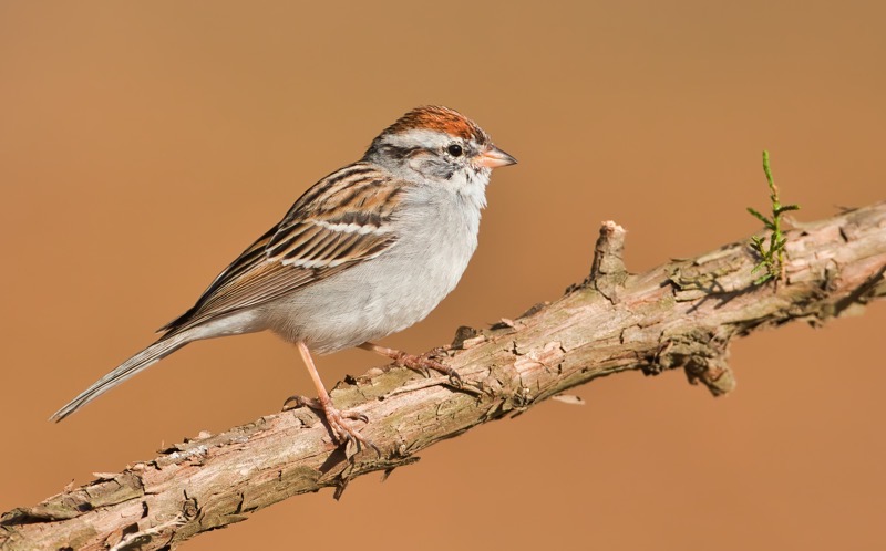 Chipping Sparrow 2358-110312