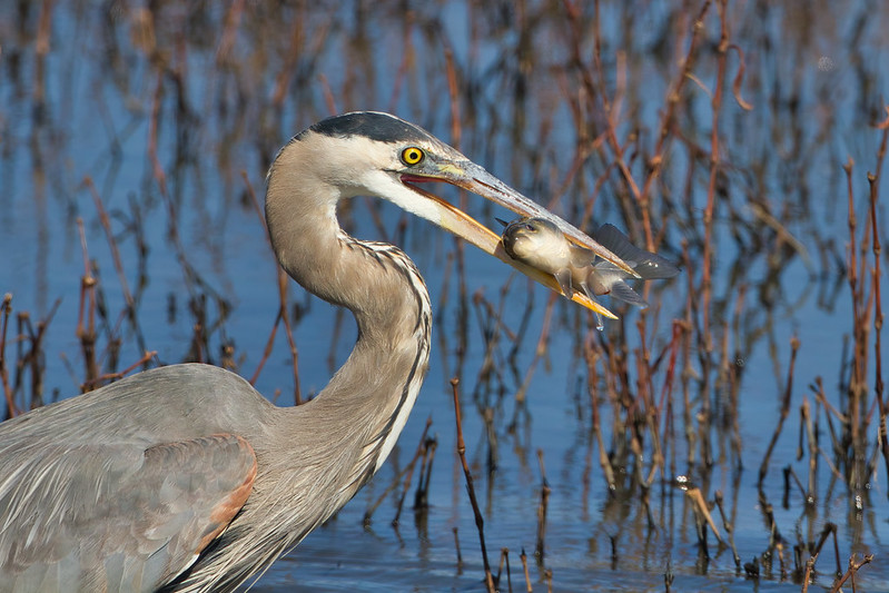 Great Blue Heron With A Freshwater Drum