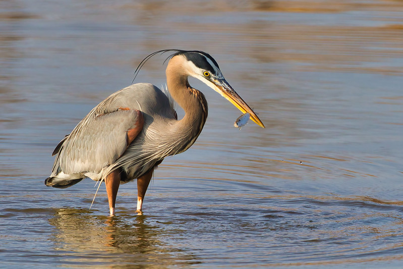 Great Blue Heron With A Shad
