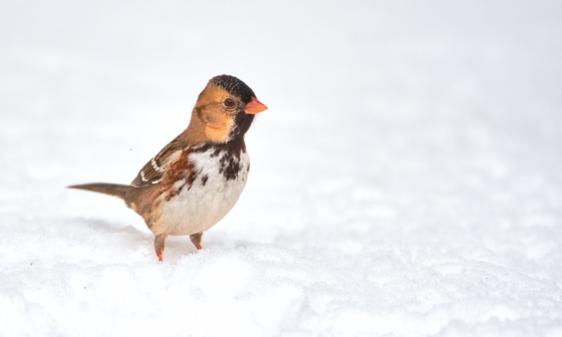 Harris’s Sparrow In Snow