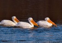 Three American White Pelicans